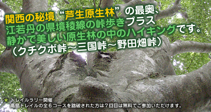 �֐��̔鋫�g���������сh�̍ŉ��A�]��O�̌����Ő��̓������v���X�Â��Ŕ����������т̒��̃n�C�L���O�ł��B�i�N�`�N�{���`�O�����`��c�����j